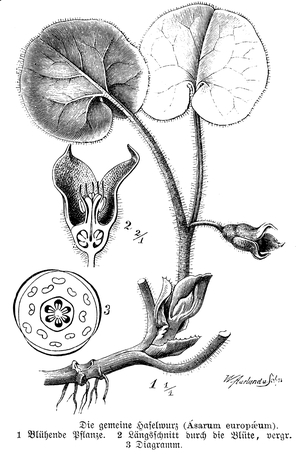 European Wild Ginger, hazelwort with flowers and flower diagram and longitudinal section through flower