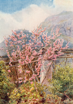 'Peach-trees ablow' (colour litho)