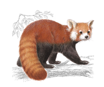 Red Panda