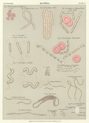 Bacteria (colour litho)