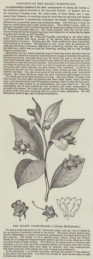 The Deadly Night-Shade, (Atropa Belladonna) (engraving)