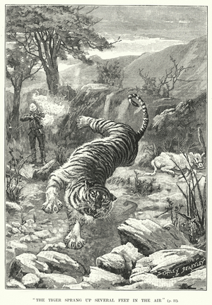 "The tiger sprang up several feet in the air" (engraving)