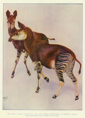 The Okapi (Ocapia Johnstoni), the new Animal discovered in Central Africa (colour litho)