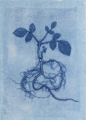 Blue Bramble, 2019 (mono-print paper)