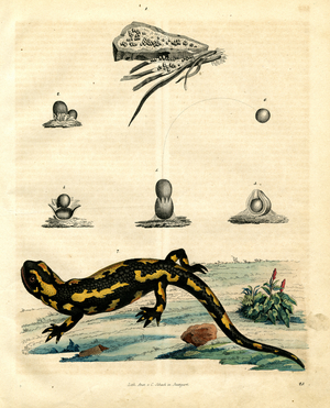 Fire Salamander and its Developmental Stages (hand-coloured litho)