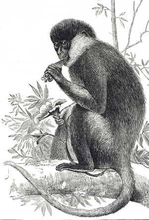 Engraving depicting a Purple-Faced Langur, also known as the purple-faced leaf monkey, is a species of Old World monkey that is endemic to Sri Lanka, 19th century