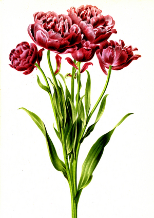 Tulipa Puriflora 1882 (engraving)