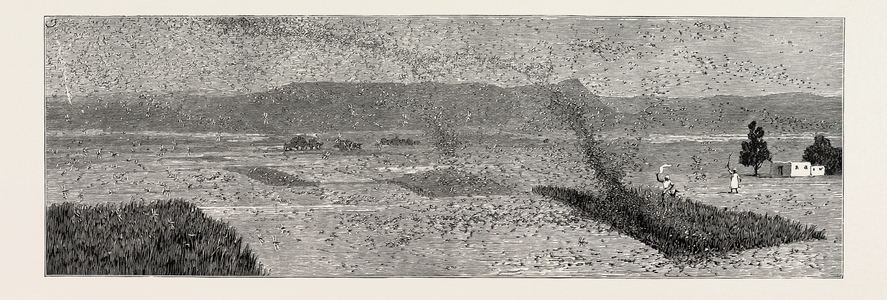 The Locust Plague in Northern India: Villagers Driving a Flight of Locusts from the Crops
