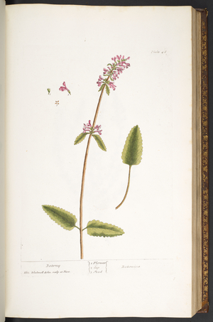 Plate 46, Betony, from 'A Curious Herbal', 1737 (coloured engraving)