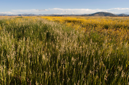 Peruvian altiplano landscape (photo)