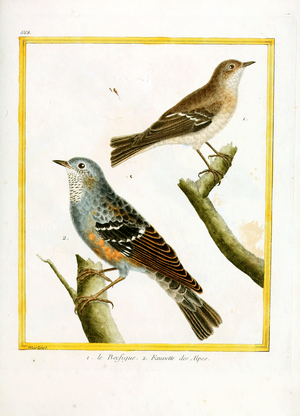 Wagtail and Alpine Accentor (print)