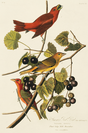 Piranga rubra, summer tanager, Plate 44 from John James Audubon's Birds of America, original double elephant folio, 1827-30 (hand-coloured aquatint)