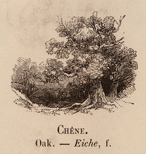 Le Vocabulaire Illustre: Chene; Oak; Eiche (engraving)