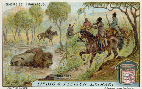 Hunting bison in a swamp (chromolitho)