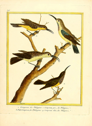 Philippine Sunbirds (print)