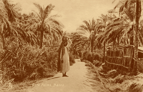 Date Palms, Basra, Iraq, early 20th century (postcard)