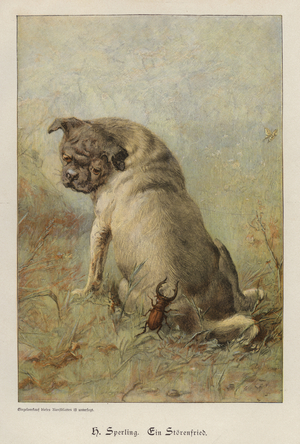 A Troublemaker (coloured engraving)