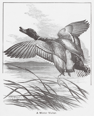A Winter Visitor (engraving)