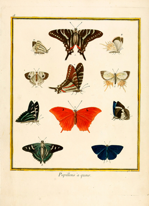 Swallowtails and Butterflies (print)