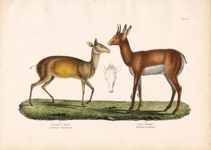 Natal Antelope and Mountain Antelope, 1848 (lithography)