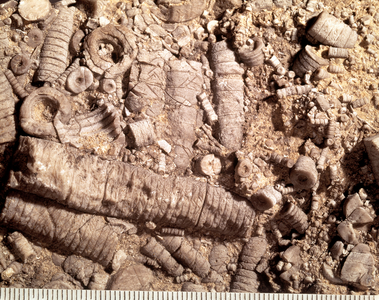 Crinoidal limestone