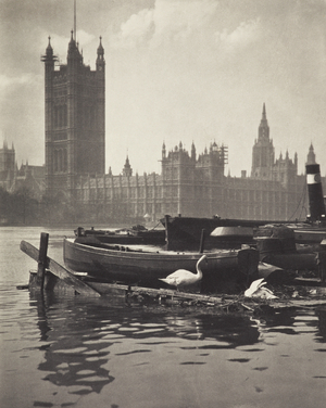 Swans of the Thames, 1920s (b/w photo)