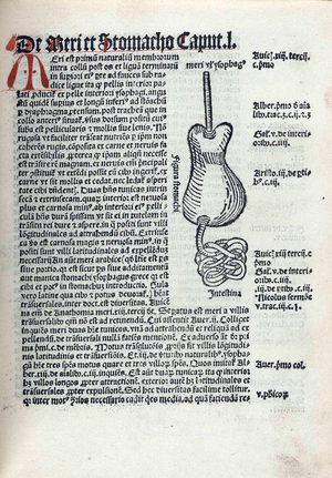 Anatomical illustration by Magnus Hundt, 1501 (engraving)