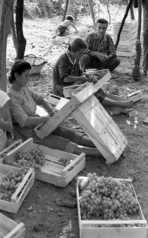 BITTER GRAPES - FROM 12 TO 70 YEARS WORKING UNDER THE PERGOLA, 1954 (photo)
