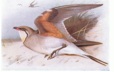 Collared Pratincloe, from Birds of the British Isles and Their Eggs published by Frederick Warne & Co Ltd, 1958 (colour litho)