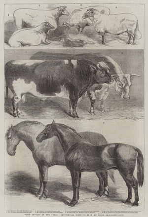 Prize Animals at the Royal Agricultural Society's Show at Leeds (engraving)