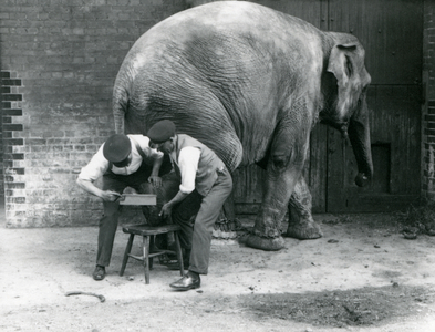 Female Asiatic Elephant 'Sundermalah' having her feet trimmed by her keepers at London Zoo, August 1926 (b/w photo)