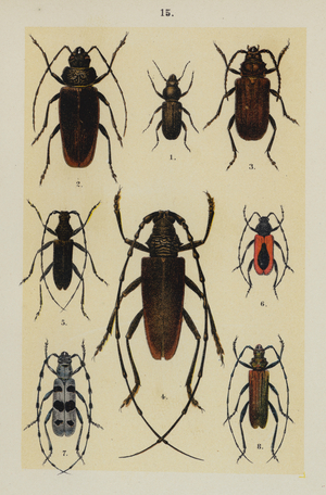 Plate from The Young Beetle-Collector's Handbook (chromolitho)