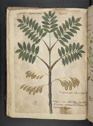 Add MS 41623 f.17v A herbal, Belluno (ink & colour on vellum)
