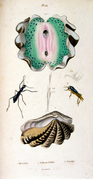Botanical and zoological illustration by F. E. Guérin. From Dictionnaire pittoresque d'histoire naturelle et des phénomènes de la nature-1833/1834