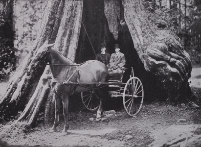 The Big Tree, Stanley Park, Vancouver (b/w photo)