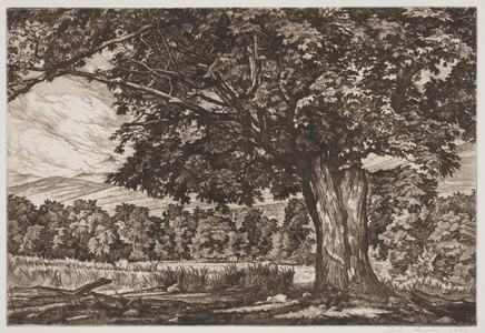 The Spreading Maple, 1947 (etching)