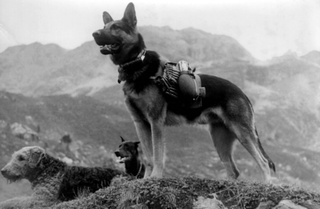 II. WK, Wehrmacht, Animals at war, 1942 (photo)