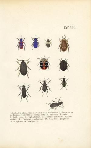 Diversity of European beetle species, 1850 (lithography)