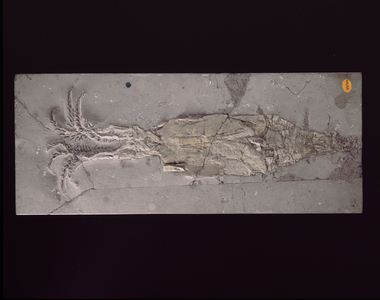 Belemnotheutis antiquus