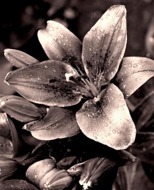 Silver, 2019 (photo)