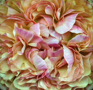 Peony Petals, 2004 (photo)