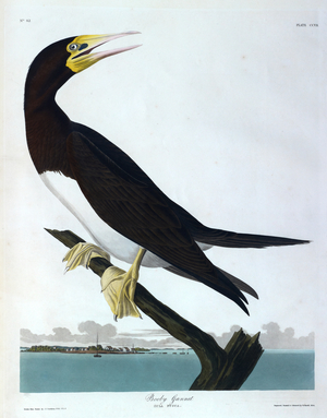 One bird. Colour Illustration by Audubon; Booby Gannet.