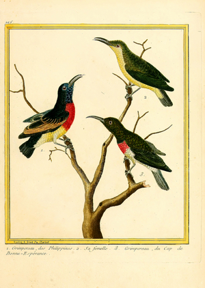 Philippine Sunbird, Female and Cape Sunbird (print)