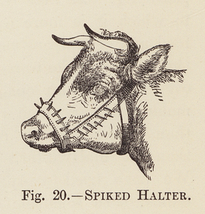 Spiked Halter (engraving)