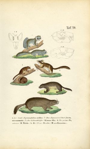 Rodents from the Squirrel and Dormouse Families, 1850 (lithography)