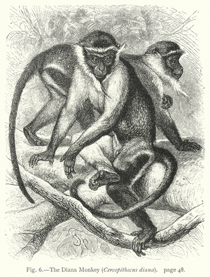 The Diana Monkey (Cercopithecus Diana) (engraving)