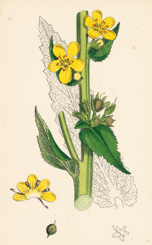 Verbascum Virgatum Large-Flowered Mullein