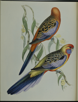 Adelaide Parakeet (Platycercus Adelaidiae) (hand-coloured litho)