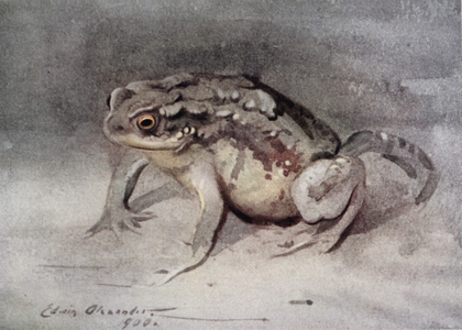 Toad (colour litho)