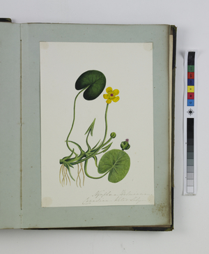 An Album of 40 Botanical Watercolours by C.W (fl.1849-63), 19th century (watercolour)